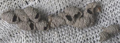 Réf. 327 157 : Auplopus sp.